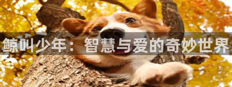 必一运动体